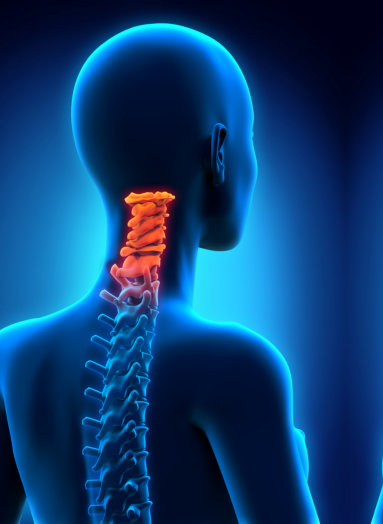 cervical spine anatomy